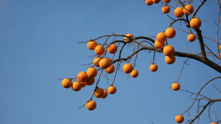Větev stromu kaki s oranžovými plody